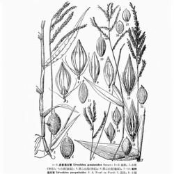 長葉尾稃草(原變種) 長葉尾稃草(原變種)