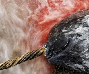 獨角鯨------人類殺害獨角鯨