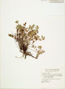 心葉大戟 心葉大戟