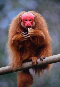 赤禿猴
