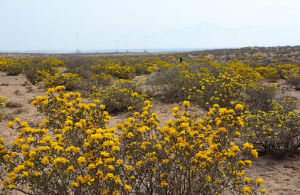 蒙古沙冬青 蒙古沙冬青