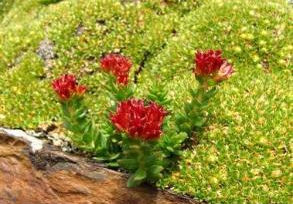 腫果紅景天 腫果紅景天