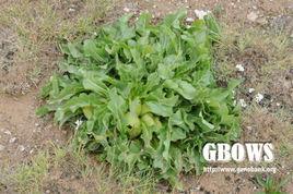 馬尿泡屬 馬尿泡屬