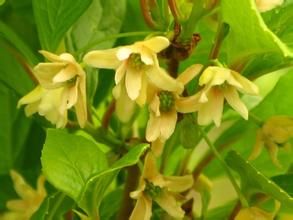 小花五味子 小花五味子