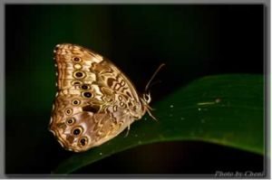 布萊蔭眼蝶 布萊蔭眼蝶