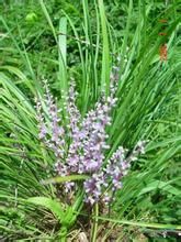 大花沿階草 大花沿階草