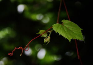 卷鬚巨須蟎 卷鬚巨須蟎