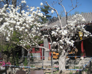 大覺寺古玉蘭 大覺寺古玉蘭