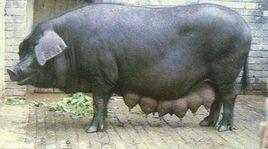 黃淮海黑豬 黃淮海黑豬