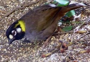 地雀鵐屬 地雀鵐屬