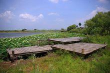 哈爾濱金河灣濕地植物園