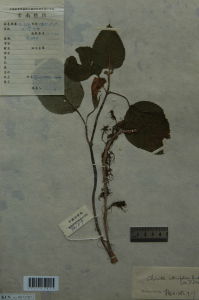 麻葉唇柱苣苔 麻葉唇柱苣苔