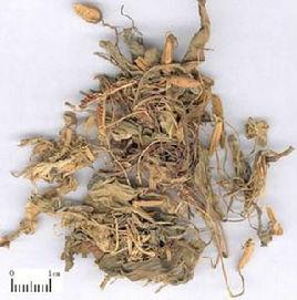 金邊兔耳草 金邊兔耳草