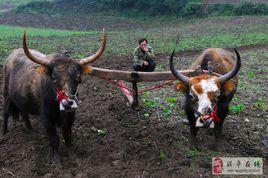 二牛抬槓 二牛抬槓