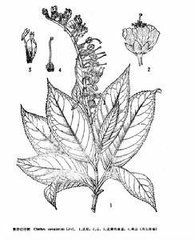 華南榿葉樹 華南榿葉樹