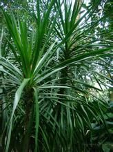 山鐵樹葉 山鐵樹葉