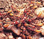 Dorylus屬的一種，其習性與軍蟻相似