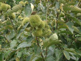 槐樹坳村[湖北省黃岡市麻城市三河口鎮槐樹坳村]