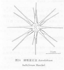 球根星石蟲 球根星石蟲