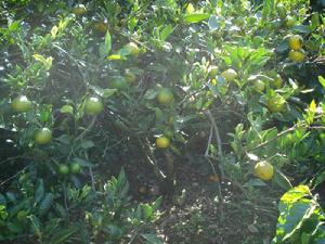 庫老自然村橘子種植