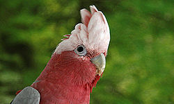 粉紅鳳頭鸚鵡