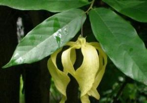 假鷹爪屬 假鷹爪屬