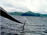 海上專用輸液管