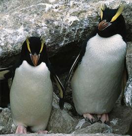 豎冠企鵝 豎冠企鵝