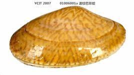 棕斑卵蛤