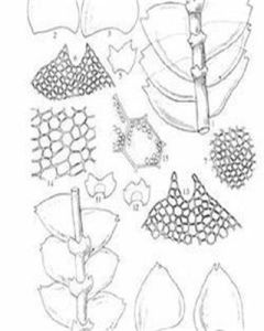 護蒴苔科 護蒴苔科