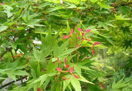 台灣五裂槭 台灣五裂槭