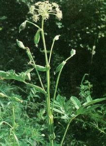 傘形花序 傘形花序