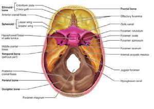 顱骨內面觀 顱骨內面觀