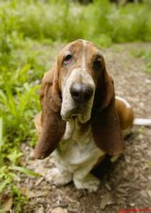 Basset Hound Basset Hound