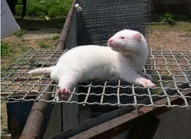 吉林白水貂-6 吉林白水貂-6