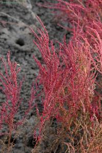 上海市崇明東灘自然保護區