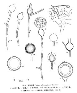 角柄腐霉 角柄腐霉