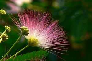 即將枯萎的苦情花