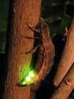 發光蟲 發光蟲