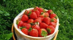 壯壯草莓採摘園 壯壯草莓採摘園