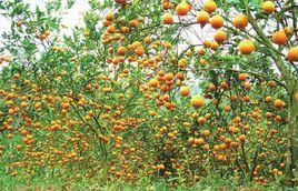 金果園風景區 金果園風景區