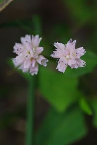 （圖）深山毛蓮菜