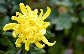 秋菊[桔梗目菊科植物]