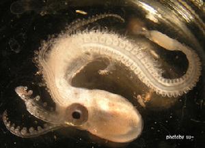 雄性水孔蛸