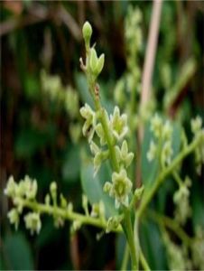 白花酸藤子 白花酸藤子