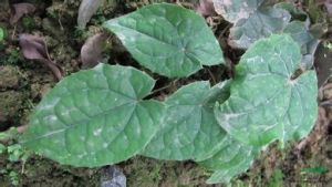 淫羊藿山藥面 淫羊藿山藥面