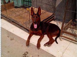 中國山紅犬 中國山紅犬