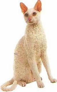 科尼斯雷克斯貓 科尼斯雷克斯貓