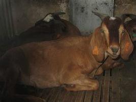 簡陽大耳羊 簡陽大耳羊