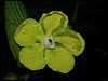 Dillenia suffruticosa flower.jpg